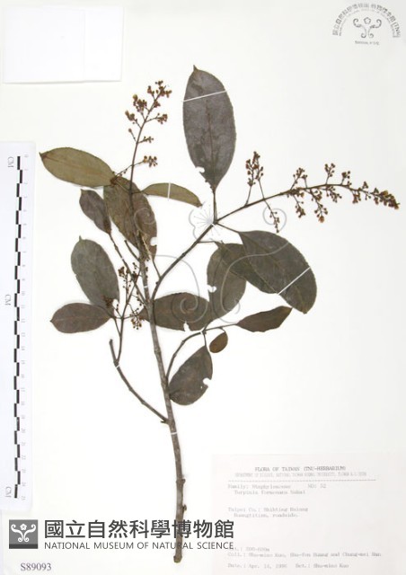 山香圓藏品圖，第1張