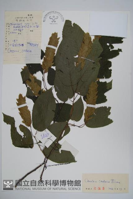 千金榆藏品圖，第1張