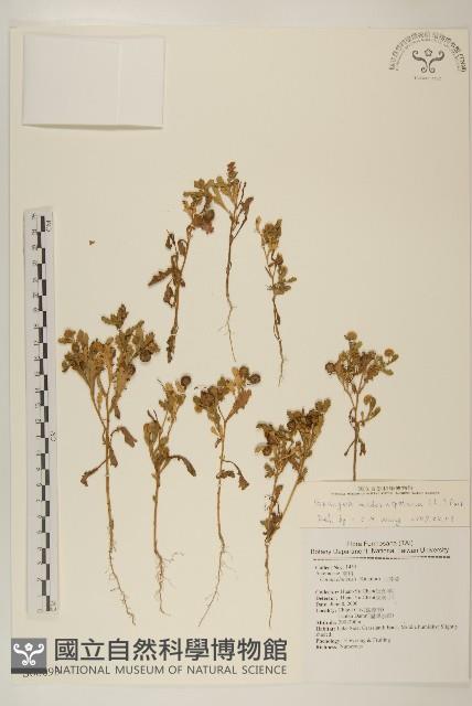 線球菊、田基黃藏品圖，第1張