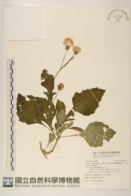 白鳳菜藏品圖，第1張