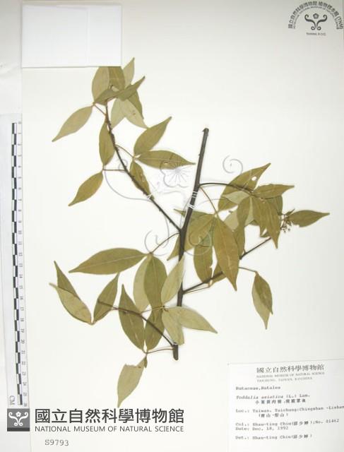 飛龍掌血藏品圖，第1張