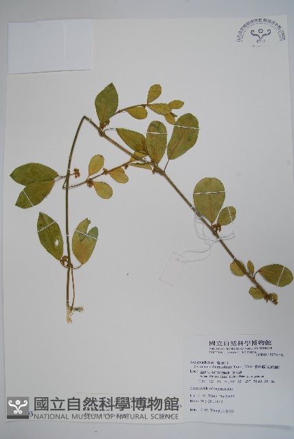 武靴藤藏品圖，第1張