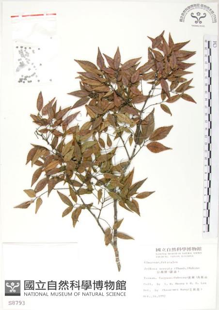 櫸、雞油藏品圖，第1張