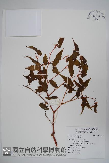 登錄號:S118793藏品圖，第1張