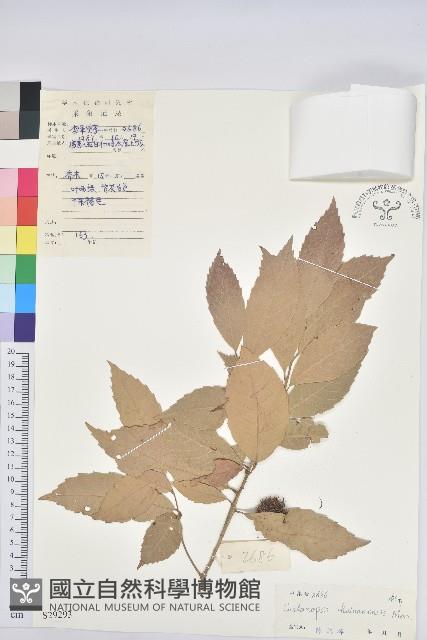 海南栲藏品圖，第1張