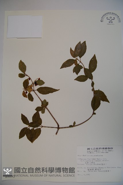 狹葉莢迷藏品圖，第1張