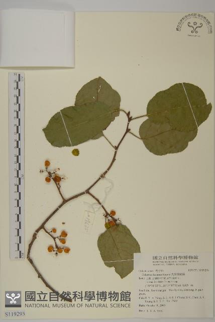 大葉南蛇藤藏品圖，第1張