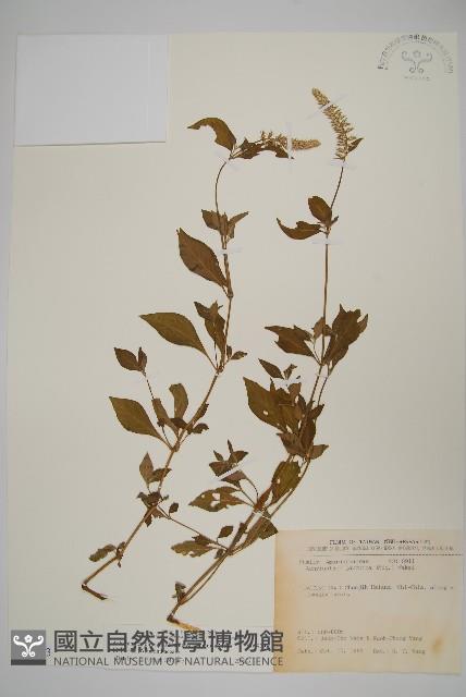 日本牛膝藏品圖，第1張