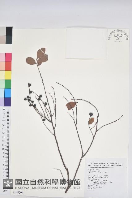 土密樹藏品圖，第1張