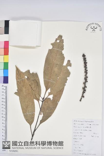 綿柯藏品圖，第1張