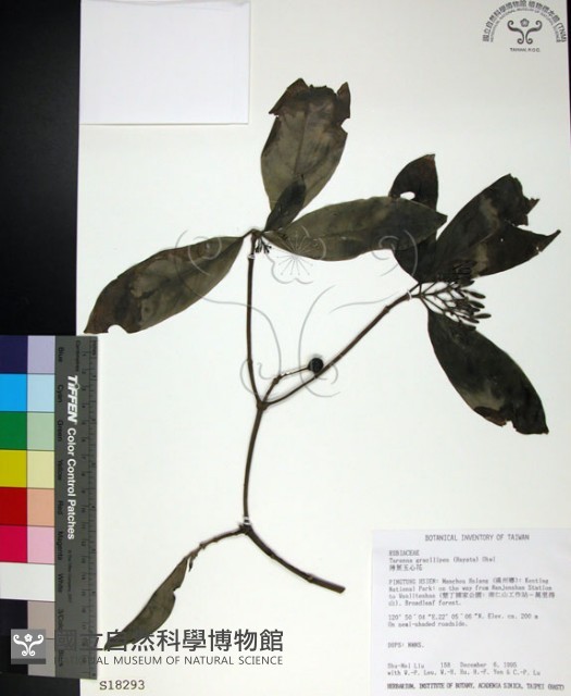 薄葉玉心花藏品圖，第1張