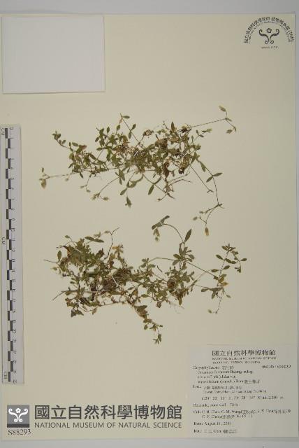 簇生卷耳藏品圖，第1張