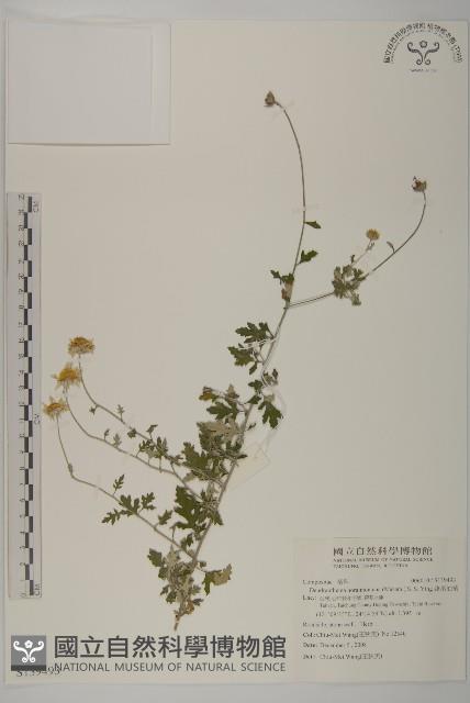 蓬萊油菊藏品圖，第1張