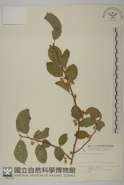 登錄號:S009193藏品圖，第1張