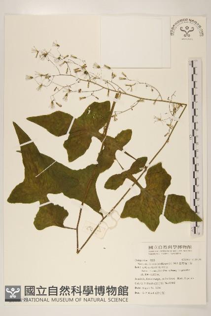 臺灣福王草藏品圖，第1張