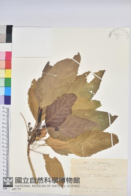 假鐵莧藏品圖，第1張