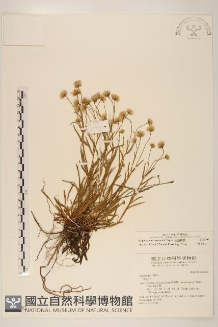 玉山飛蓬藏品圖，第1張