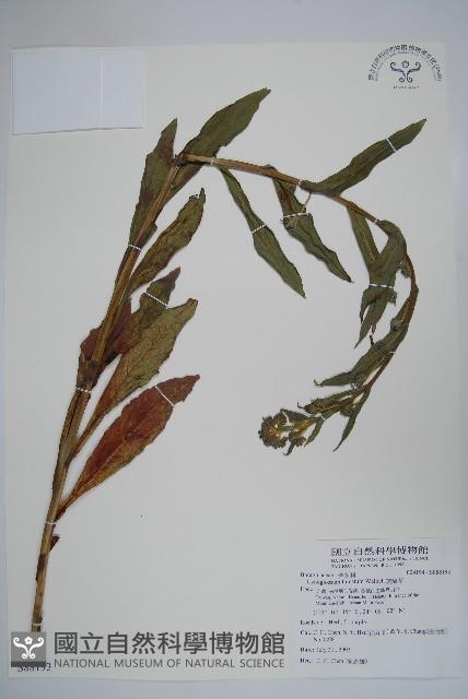 琉璃草藏品圖，第1張