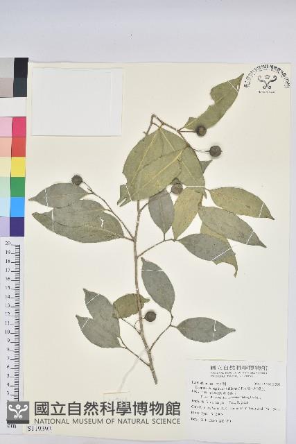 交力坪鐵色藏品圖，第1張