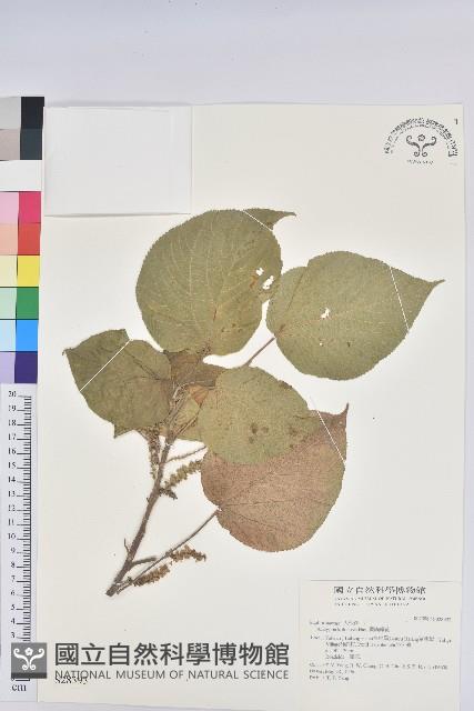 紅頭鐵莧、蘭嶼鐵莧藏品圖，第1張