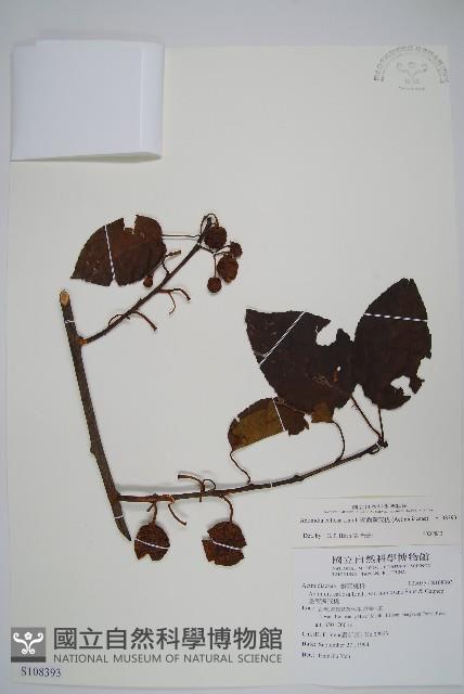 硬齒獼猴桃藏品圖，第1張