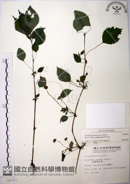 長梗盤花麻藏品圖，第1張