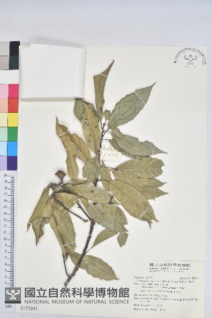 青剛櫟、鐵椆藏品圖，第1張