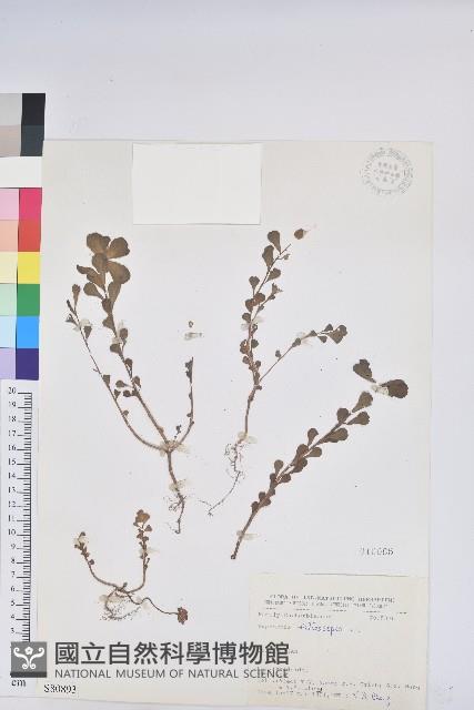 澤漆藏品圖，第1張