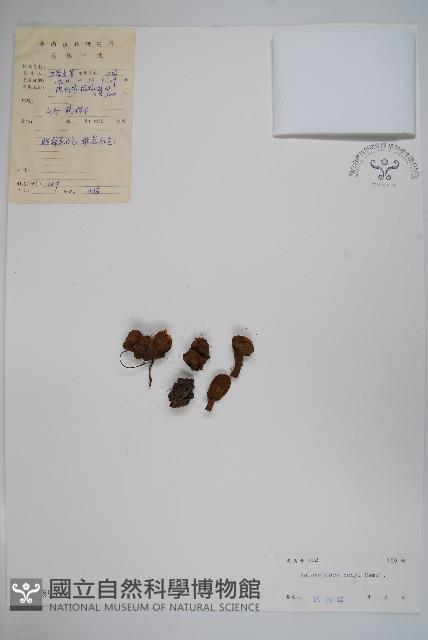 宜昌蛇菰藏品圖，第1張