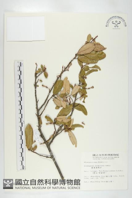 臺灣胡頹子藏品圖，第1張