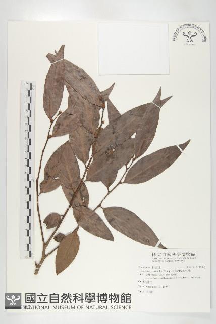 軟毛柿藏品圖，第1張