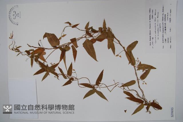 登錄號:S039893藏品圖，第1張