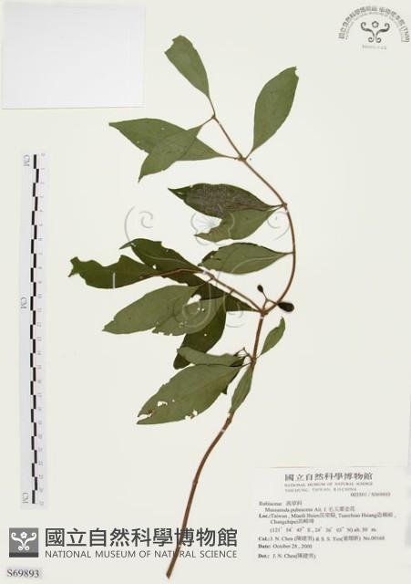 毛玉葉金花藏品圖，第1張