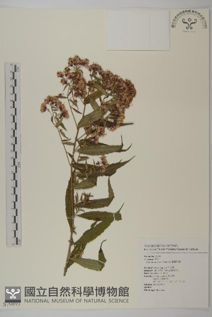 臺灣馬蘭藏品圖，第1張