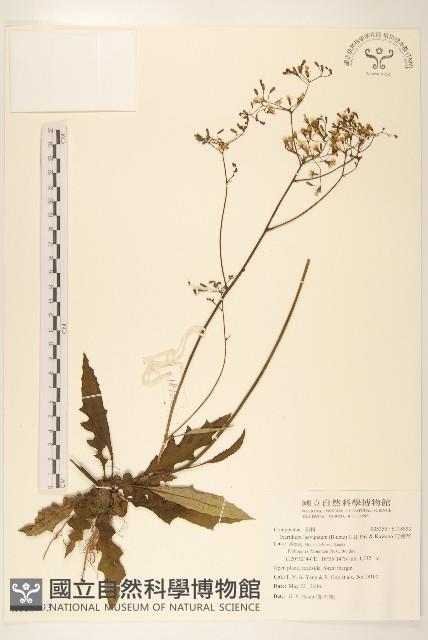 刀傷草藏品圖，第1張