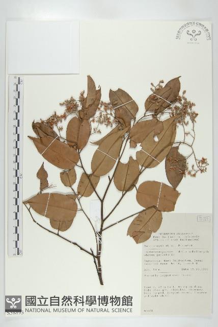 小葉沙羅雙藏品圖，第1張