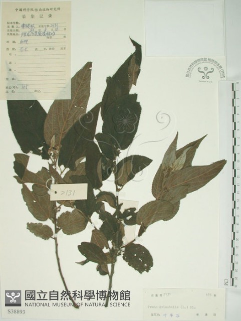 山黃麻藏品圖，第1張