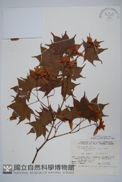 登錄號:S048893藏品圖，第1張