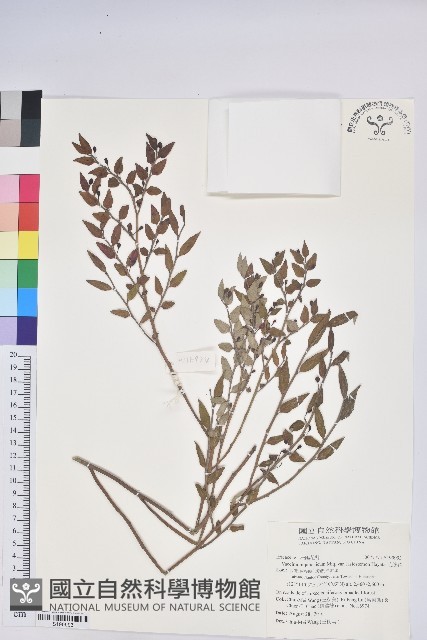 毛蕊花藏品圖，第1張