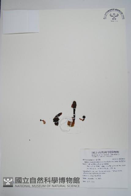 穗花蛇菰藏品圖，第1張