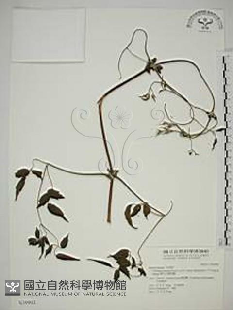 梨山小蓑衣藤藏品圖，第1張