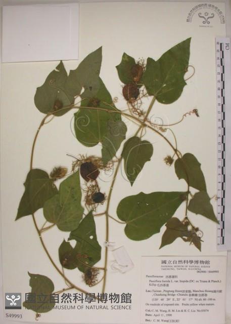 台南毛西番蓮藏品圖，第1張