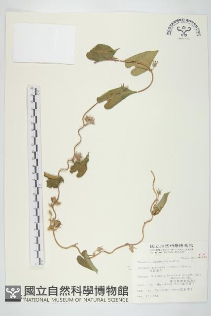 白花牽牛藏品圖，第1張