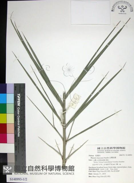 台灣海棗藏品圖，第1張