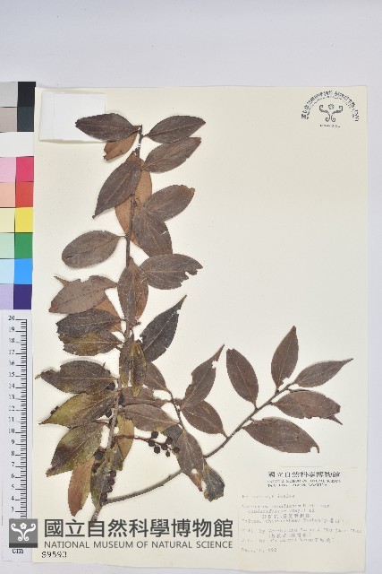 珍珠花、長尾葉越橘藏品圖，第1張