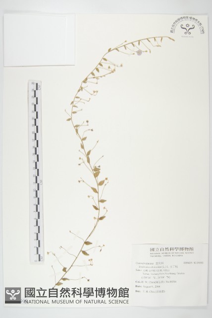 土丁桂藏品圖，第1張