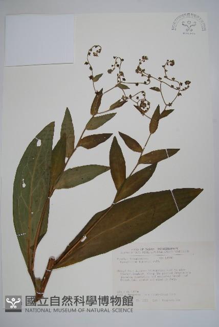 琉璃草藏品圖，第1張