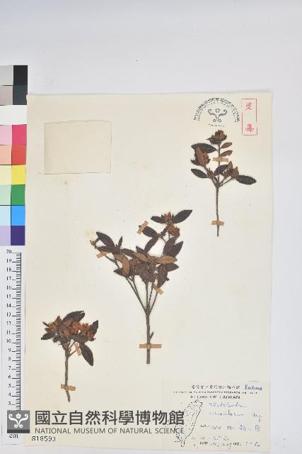 紅毛杜鵑藏品圖，第1張