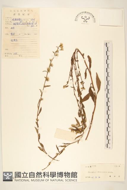 一枝黃花藏品圖，第1張