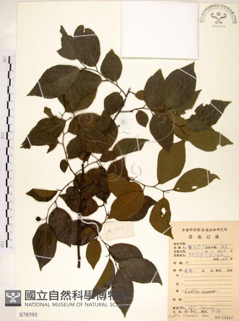 朴樹藏品圖，第1張